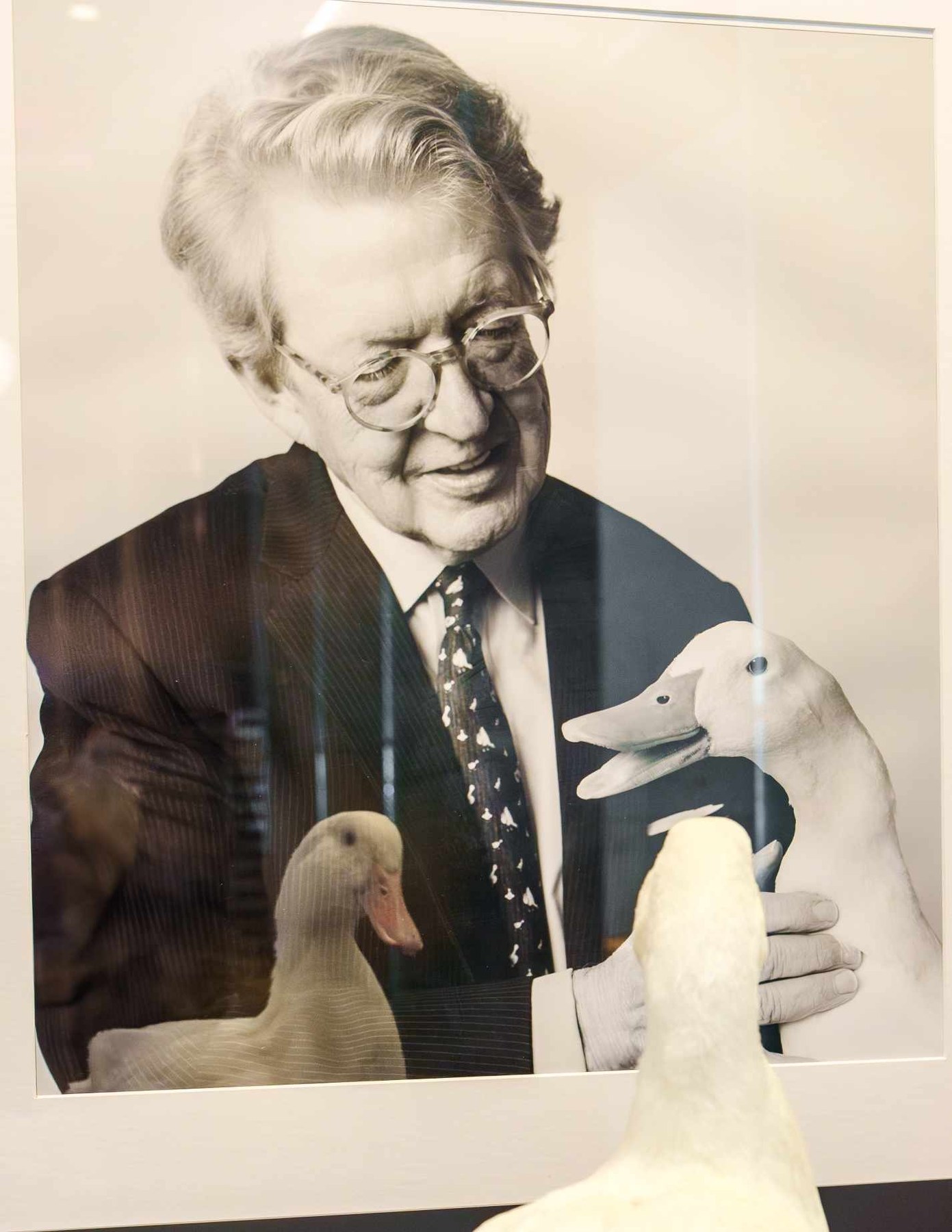A duck looking at a historical photograph of the Aflac Duck